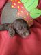 Labradoodle Puppies for sale in Coulterville, IL 62237, USA. price: $850