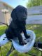 Labradoodle Puppies for sale in Bowlus, MN, USA. price: $800