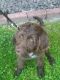 Labradoodle Puppies for sale in Stamford, CT 06906, USA. price: $795