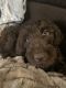 Labradoodle Puppies for sale in Naples, FL, USA. price: $1,400