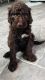 Labradoodle Puppies for sale in Lakeland, FL 33810, USA. price: $800