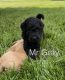 Labradoodle Puppies for sale in Ashville, OH 43103, USA. price: $1,500