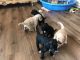 Labradoodle Puppies for sale in Georgetown, IN 47122, USA. price: $800