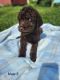 Labradoodle Puppies for sale in Fuquay-Varina, NC, USA. price: $1,000