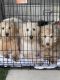 Labradoodle Puppies for sale in Murrieta, CA, USA. price: $1,150