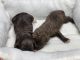 Labradoodle Puppies for sale in Chatsworth, GA 30705, USA. price: $650