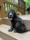 Labradoodle Puppies for sale in South Plainfield, NJ 07080, USA. price: $1,500
