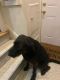 Labradoodle Puppies for sale in Southfield, MI 48033, USA. price: $250
