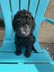 Labradoodle Puppies for sale in Manteca, CA, USA. price: NA
