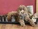 Labradoodle Puppies for sale in Milwaukee, WI, USA. price: NA