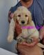 Labradoodle Puppies for sale in Roy, UT, USA. price: $650