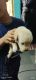 Labradoodle Puppies for sale in Chilkanagar, Uppal, Secunderabad, Telangana 500076, India. price: 15000 INR