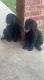 Labradoodle Puppies for sale in Kaufman, TX 75142, USA. price: $1,000