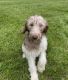 Labradoodle Puppies for sale in Montgomery, NY 12549, USA. price: $1,000