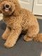 Labradoodle Puppies for sale in Franklin, MA 02038, USA. price: $3,000