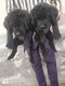 Labradoodle Puppies for sale in Kharar - Landran Rd, Sante Majra, Sector 115, Sahibzada Ajit Singh Nagar, Punjab, India. price: 13000 INR