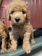Labradoodle Puppies for sale in Ashville, OH 43103, USA. price: $1,500