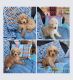 Labradoodle Puppies for sale in Howe, TX, USA. price: $1,500