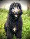 Labradoodle Puppies for sale in Dundee, OH 44624, USA. price: NA