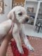 Labradoodle Puppies for sale in Balaji Ground Rd, Alanpur, Sawai Madhopur, Rajasthan 322021, India. price: 8000 INR