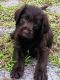 Labradoodle Puppies for sale in Orlando, FL, USA. price: NA
