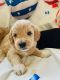 Labradoodle Puppies for sale in Toledo, OH, USA. price: $2,000