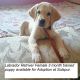 Labradoodle Puppies for sale in Solapur, Maharashtra, India. price: 12500 INR
