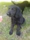 Labradoodle Puppies for sale in Bowlus, MN, USA. price: $500