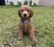 Labradoodle Puppies for sale in St Johns, FL 32259, USA. price: $2,750