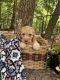 Labradoodle Puppies for sale in Scottsboro, AL, USA. price: $1,200