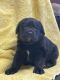Labradoodle Puppies for sale in 55015 Co Rd 23, Carr, CO 80612, USA. price: $300