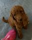 Labradoodle Puppies for sale in Broadway, NC, USA. price: $1,150