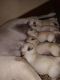 Labradoodle Puppies for sale in Kondapur, Telangana, India. price: 15000 INR