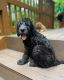 Labradoodle Puppies for sale in Piscataway, NJ 08854, USA. price: $1,200
