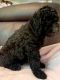 Labradoodle Puppies for sale in Houston, TX, USA. price: $750