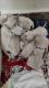 Labradoodle Puppies for sale in Madiwala, 1st Stage, BTM Layout, Bengaluru, Karnataka, India. price: 9000 INR