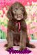 Labradoodle Puppies for sale in Burns, TN, USA. price: $500