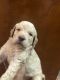 Labradoodle Puppies for sale in Lexington, SC, USA. price: $1,200