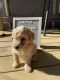 Labradoodle Puppies for sale in Montpelier, OH 43543, USA. price: NA