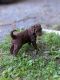 Labradoodle Puppies for sale in Madison, VA 22727, USA. price: NA