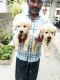 Labradoodle Puppies for sale in Khammam, Telangana, India. price: NA