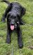 Labradoodle Puppies for sale in Delaware County, PA, USA. price: NA
