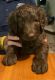 Labradoodle Puppies for sale in St. Augustine, FL, USA. price: NA