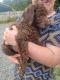 Labradoodle Puppies for sale in Arlington, WA, USA. price: $1,000