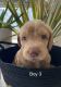 Labradoodle Puppies for sale in Turlock, CA, USA. price: NA