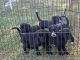 Labradoodle Puppies for sale in Buda, TX 78610, USA. price: NA