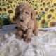 Labradoodle Puppies for sale in Deep Run, NC 28525, USA. price: NA