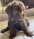 Labradoodle Puppies for sale in Summerfield, FL 34491, USA. price: $1,800