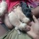 Labradoodle Puppies for sale in Delhi St, Hull HU9, UK. price: 6000 GBP