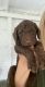 Labradoodle Puppies for sale in Waxahachie, TX, USA. price: NA